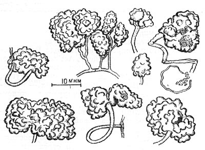 Рис. 93. Разнообразные   формы   спорангиев   у   Аmоrphosporangium.