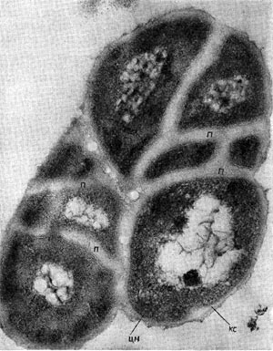 Рис. 109. Ультратонкий срез клеток Mycococcus species, демонстрирующий специфический способ деления микококков. Увел. X 60 000.  п — перегородки; цм — цитоплазматическая мембрана; кс — клеточная стенка.
