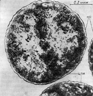 Рис. 112. Тонкое строение Neisseria catarrhalis. КС — клеточная  стенка,  ЦПМ — цитоплазматическая  мембрана, Н — нуклеоид.