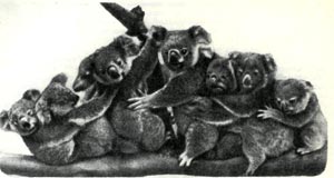 Две мамаши, коала  с оседлавшими  их  детишками.   Чада разных поколений: младшие  сидят на спинах старших.