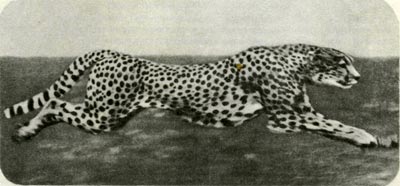 Гепард — самый быстроногий зверь на Земле: он может скакать со скоростью 110 километров в час. Мир животных. Отряды животных: Яйцекладущие звери, Звери сумчатые, Насекомоядные, Звери хищные, Непарнокопытные, Парнокопытные.