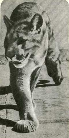 Пума. В роде фелис, к которому относят пуму многие систематики, это самая большая кошка. Ее вес 35—105 килограммов. Мир животных. Отряды животных: Яйцекладущие звери, Звери сумчатые, Насекомоядные, Звери хищные, Непарнокопытные, Парнокопытные.