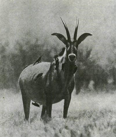 У саблерогих и близких к ним чалых антилоп метровыми,  а  иногда  и полутораметровыми рогами наделены и самцы и самки. Обитают эти антилопы в саваннах Африки, к югу от Сахары.