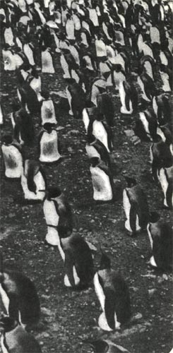  оролевские пингвины очень похожи на императорских. яйца и птенцов держат на лапах, прикрыв брюшной складкой кожи. ѕтица располагаютс¤ на определЄнном рассто¤нии друг от друга, отчего получаютс¤ почти правильные р¤ды.