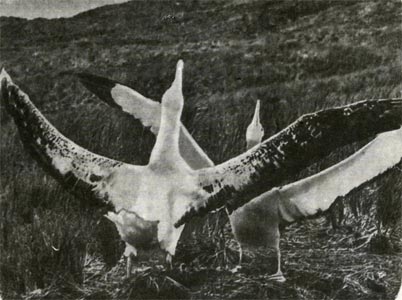 —транствующие альбатросы, самец и самка, после долгой разлуки встретились у гнезда и исполн¤ют свадебный танец. Ётот неизменный ритуал совершаетс¤ из года в год на прежнем месте: супруги-альбатросы сохран¤ют верность друг другу по дес¤ть и, возможно, больше лет. ≈динственное ¤йцо альбатросы насиживают очень долго, до 80 дней.