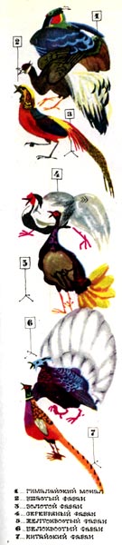 ѕтицы. 1 - гималайский монал, 2 - ушастый фазан, 3 - золотой фазан, 4 - серебр¤нный фазан, 5 - желтохвостый фазан, 6 - белохвостый фазан, 7 - китайский фазан.