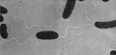 Рис. 4. Представители прокариотов - палочковидные бактерии.