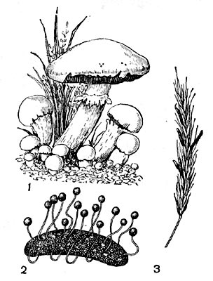 Рис. 6. Строение гриба: 1- внешний вид  гриба (шампиньон); прорастающий 'рожок' спорыньи'; 3 - спорынья на ржи.