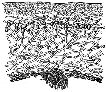 Рис. 8. Поперечный разрез лишайника: 1 - корковый слой; 2 - включения клеток водорослей; 3 - гифы гриба. Внизу видны ризоиды.