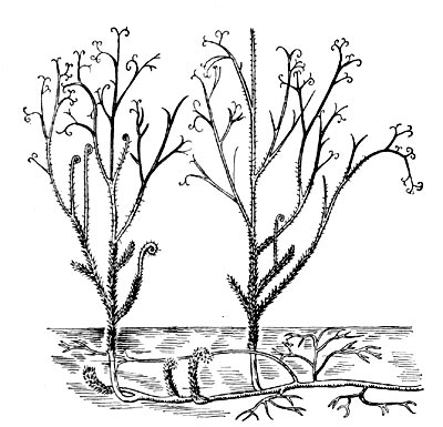 Рис. 14. Псилофит астероксилон (на стеблях видны зелёные выросты - предшественники листьев).