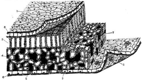 Рис.22.  Клеточное строение части листа двудольного растения. Показаны верхняя и частично нижняя поверхность, продольный и поперечный срезы. Области проводящих путей - жилок - не изображены. В правой части слой верхнего эпидермиса отогнут. 1 - клетки верхнего эпидермиса; 2 - клетки нижнего эпидермиса; 3 - клетки столбчатой паренхимы; 4 - клетки губчатой паренхимы; 5 - замыкающие клетки устьиц, щель между каждой их парой - просвет устьица; 6 - кутикула, покрывающая слой как верхнего, так и нижнего эпидермиса; 7 - межклеточные пространства, т. е. полости между клетками, в данном случае - губчатой паренхимы (они заполнены воздухом, сообщаются между собой, а через просветы устьиц - и с внешней средой; на рисунке они изображены темным). Ядра имеются во всех клетках эпидермиса и листовой паренхимы, но на срезах они видны не везде, так как во многих клетках срез проходит в стороне от ядра, выше или ниже его. В паренхимных и околоустьичных клетках видны хлоропласты. Цитоплазма во всех представленных на рисунке клетках расположена пристеночно (изображена пунктиром).