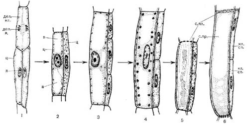 Рис. 25. Процесс дифференциации клетки: образование в стволе из меристематических (камбиальных) клеток специализированных клеток луба - ситовидных трубок и клеток-спутников: 1 - исходные камбиальные клетки: вверху - делящаяся клетка; внизу - две клетки, результат только что закончившегося деления их предшественницы, материнской клетки; 2 - начало дифференциации клеток: из левой клетки начинает образовываться ситовидная трубка, из правой - клетка-спутник. Левая клетка утолщается, в ней возникает и увеличивается вакуоль, цитоплазма занимает лишь пристеночную и околоядерную области. Правая клетка заполнена цитоплазмой с ядром, готовится к поперечному делению; 3 - следующий этап дифференциации: левоя клетка выросла в длину и ширину, вакуоли увеличились, правая поделилась; 4 - у левой утолстилась клеточная стенка; 5 - в левой ядро рассасывается, в клеточных стенках, на стыках с соседними клетками (вверху и внизу), образуются поры, т. е. эти стенки превращаются в ситовидные пластинки; 6 - в левой клетке ядро рассосалось, в центре клетки - полость, ситовидные пластинки уже образовались; левая клетка близка к тому, чтобы стать ситовидной трубкой; правые клетки превратились в клетки-спутники. Дел. кл. - делящаяся клетка; дел. я. - делящееся ядро; я - ядро неделящееся; ц - цитоплазма; в - вакуоль; с. пл. - ситовидная пластинка; с. тр. - ситовидная трубка; кл. сп. - клетка-спутник. 