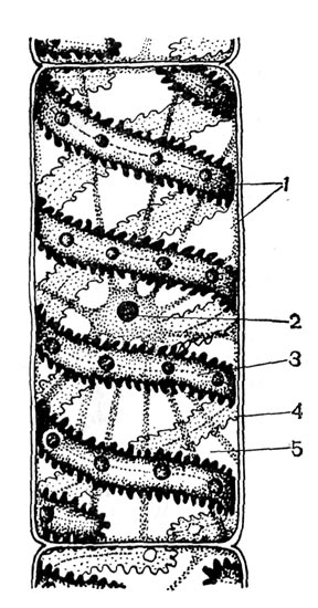 Рис. 26. Клетка многоклеточной нитчатой зелёной водоросли спирогиры сомнительной: 1 - цитоплазма; 2 - ядро с ядрышком; 3 - хроматофор, спиральной лентой вьющийся внутри клетки; 4 - оболочка; 5 - вакуоли. 