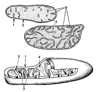 Рис. 31. Строение митохондрии. Вверху и в середине - вид продольного среза через митохондрию (вверху - митохондрия из эмбриональной клетки кончика корня; в середине - из клетки взрослого листа элодеи). Внизу - трехмерная схема, на которой часть митохондрии срезана, что позволяет видеть ее внутреннее строение. 1 - наружная мембрана; 2 - внутренняя мембрана; 3 - кристы; 4 - матрикс.