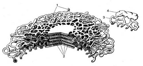 Рис. 32. Трёхмерное схематическое изображение строения части диктиосомы из растительной клетки. Слева показана часть пяти смежных цистерн. Справа более увеличенном виде представлено образование секретируемого аппаратом Гольджи пузырька, еще прикрепленного к каналам - разветвлениям цистерн. 1 - пузырьки; 2 - цистерны; 3 - каналы; 4 - развивающиеся пузырьки.