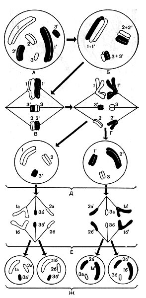 Рис.38. Схема поведения хромосом «условной» клетки при мейозе. А — изображено диплоидное ядро клетки, содержащее 3 пары хромосом (1 и 1' — 1-я пара гомологичных хромосом, 2 и 2' — 2-я пара, 3 и 3' — 3-я пара). 2n = В. 3 хромосомы, происходящие от материнского организма,— светлые (цифры без штриха); парные им гомологичные хромосомы, происходящие от отцовского организма, зачернены (цифры со штрихом). Гомологичные хромосомы обозначены общим номером. Каждая хромосома состоит из двух хроматид. Б — слияние гомологичных хромосом. На этой стадии гомологичные хромосомы обмениваются между собой отдельными участками. В результате происходит некоторое перераспределение материнского и отцовского наследственного материала между хромосомами (кроссинговер). В — образуются нити веретена, прикрепляющиеся к хромосомам, исчезает оболочка ядра. Г — гомологичные хромосомы расходятся к противоположным полюсам клетки, у полюсов оказывается по одной гомологичной хромосоме из каждой пары, общее число хромосом у каждого полюса вдвое меньше, чем в исходном ядре А. Д — образуются два ядра с гаплоидным набором хромосом в каждом; в одно из них попало больше бабушкиных (светлых, материнских по отношению к ядру А) и меньше дедушкиных (зачерненных, отцовских по отношению к ядру А) хромосом, в другое — наоборот; таким образом, новые ядра не вполне тождественны друг другу по составу своего наследственного вещества; их различие обусловлено также и кроссинговером, происходящим с хромосомами на стадии Б. Е—Ж — митотическое деление каждого из гаплоидных ядер Д: продольное расщепление каждой хромосомы, расхождение хромосом к полюсам, образование двух гаплоидных ядер из каждого ядра Д. В итоге появилось 4 клетки с гаплоидными ядрами вместо одной клетки с диплоидным набором хромосом.