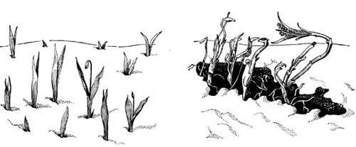 Рис. 45. Подснежное развитие дубравных растений: слева — позеленевшие листья подснежника, пробившиеся сквозь снег; справа — ростки пролесника и чистяка, появившиеся из-под снега.