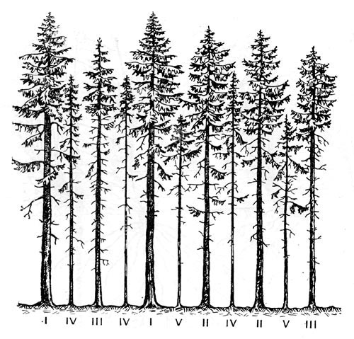 Рис. 72. Распределение деревьев в сообществе по классам Крафта.