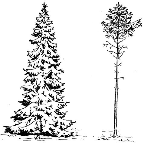 Рис. 74. Влияние условий произрастания на форму дерева: слева — вне   леса; справа — в   лесу.