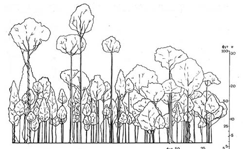 Рис. 78. Профильная диаграмма тропического леса на острове Калимантан (Борнео).   Изображена полоса леса длиной около 60 м и шириной около 8  м.  Показаны деревья   высотой   более   7   м.