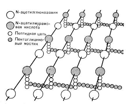 –ис. 3. —хематическое изображение структуры глико-пептида клеточной стенки.   полисахаридным цепочкам, состо¤щим из JV-ацетилглюкоз-амина и IV-ацетилмурамовой кислоты, присоединены цепочки из аминокислотных единиц Ч пептиды. ѕептиды, св¤занные друг с другом пеитаглициновыми мостиками, образуют поперечные св¤зи полисахаридных цепочек.