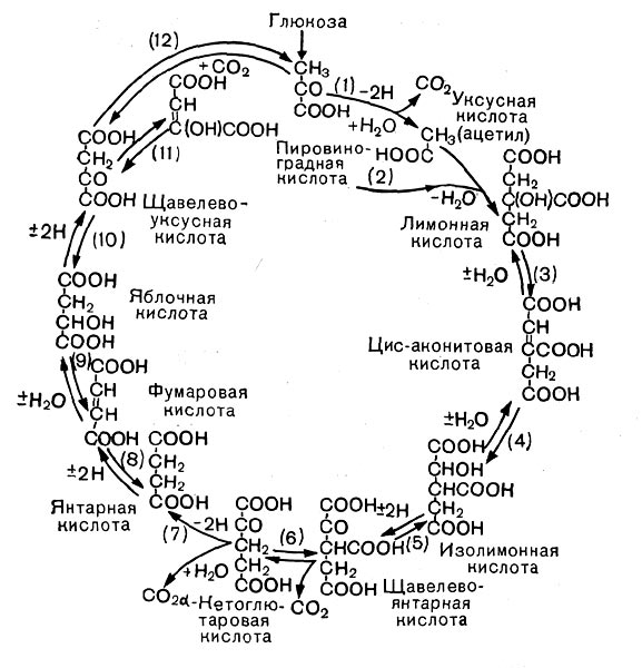 –ис. 12. ÷икл трикарбоновых кислот. —трелками   показано направление, а номерами Ч пор¤док реакций.
