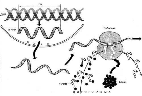 –ис. 13 ј. —хема синтеза белка в эукариотной клетке.