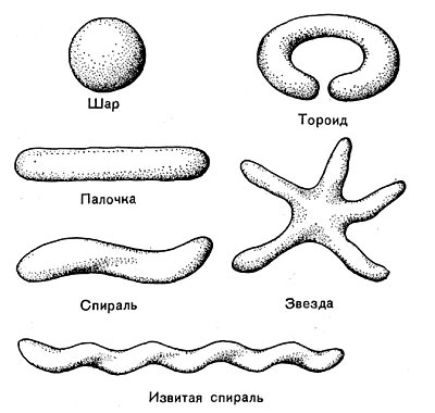–ис. 14. ќсновные формы бактериальных клеток. —хема.