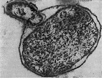 –ис. 23. ѕрохождение    паразита   внутрь   клетки-хоз¤ина. ”льтратонкий срез  (по  Ўтольпу,  1963).