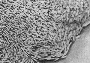 –ис. 38.  рай колонии Cl. sporopenitum под микроскопом. ¬идны скоплени¤ клеток в виде Ђштабелейї. ѕалочковидные клетки расположены радиально: длинной осью они направлены к центру колонии. ”вел. X 300.