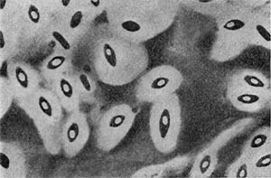 –ис. 42.  апсулы  вокруг   клеток  Clostridium. ”вел. X 2200.