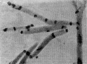 –ис. 53. —ли¤ние нуклеоидов на полюсах клеток (перед спорообразованием).   Clostridium   sporopenitum. ”вел. X 3500.