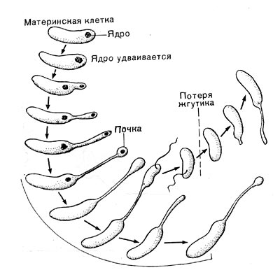 . 75.     Hyphomicrobium.  ( , 1970).