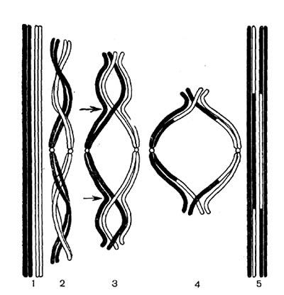 Рис.38А. Схема кроссинговера во время мейоза, происходящего на стадии Б рис. 38. 1 — две гомологичные хромосомы, каждая из которых состоит из двух сестринских хроматид; 2 — гомологичные хромосомы сплелись друг с другом; 3 — каждая хромосома расщепляется на составляющие ее хроматиды; хромосомы начинают отталкиваться друг от друга и расходиться, но в некоторых точках <на рисунке — в четырех) они остаются связанными; в центральной петле сдвоены сестринские хроматиды, а в обеих крайних петлях — несестринские; точки, где возможен кроссинговер, показаны стрелками; 4 — хроматиды обменялись участками, и хромосомы, претерпев как бы взаимную гибридизацию, расходятся: 5 — две разошедшиеся, но уже «гибридные» (в отличие от показанных на 1) хромосомы.