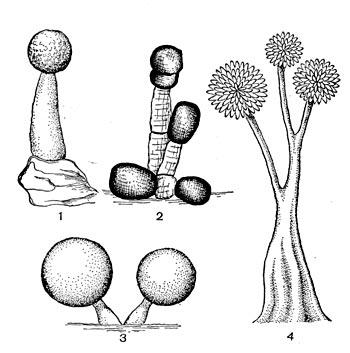 . 113.     : I  Myxococcus stipitatus (  0,1 ); 2  Podangium erectum ( 50 );   Myxococcus fulvus ( 150 ); 4  Chondromyces sp. ( 0,5 ).