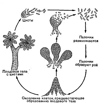 . 114.      Chondromyces   (   ,   1972).