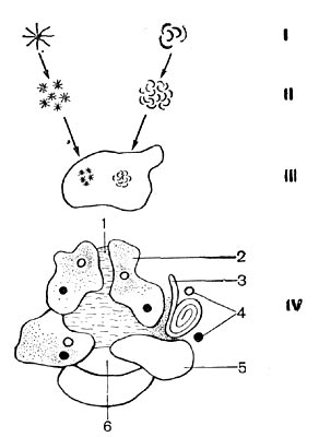 –ис. 121. —хема   структуры   простейшего   микробного ценоза: I  Ч простейша¤    микроколони¤    (микроагрегат    5Ч10    мкм), II  Ч попул¤ционна¤   микроколони¤    бактерий   (30Ч50   мкм); III  Ч гранула почвы,  заселенна¤ попул¤ционными колони¤ми (300Ч500 мкм);  IV Ч микроочаг  (общий диаметр   0,5Ч5  лип): 1 Ч капилл¤р, заполненный почвенным раствором; 2 Ч пленка гумусового вещества; 3 Ч растительный материал; 4 Ч попул¤ционные колонии микробов;  5 Ч почвенна¤ минеральна¤  гранула; 6 - пора.