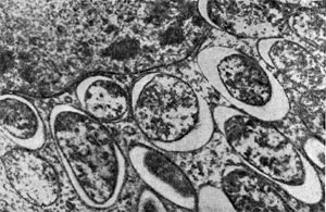 –ис. 160.  летки клубеньковых бактерий вокруг ¤дра растительной клетки клубеньков вики. ”вел. X 20 000.
