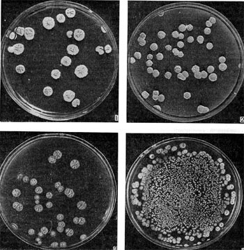 Рис. 195. Колонии актиномицетов, образующих антибиотики, на поверхности агаризованных питательных сред.