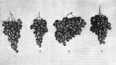 –ис. 202. ƒействие  гибберелдпна на виноград (кишмиш  черный). Ћевые  две  грозди   (1, 2) Ч контрольные,   правые   (з, 4)   обработаны гиббереллином.