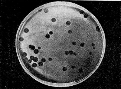 –ис. 215. Ќегативные  колонии  бактериофага  средней величины.   ”вел.   1:1.