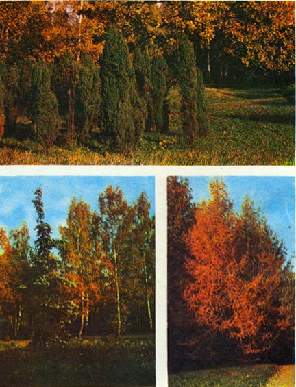 Таблица 4. Голосеменные: вверху - можжевельник;  внизу слева - ель; внизу справа - лиственница (осенью). 