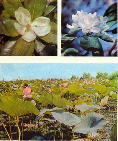 Таблица 5. Покрытосеменные: вверху слева — цветок магнолии; вверху справа — цветки яблони; внизу — лотос.