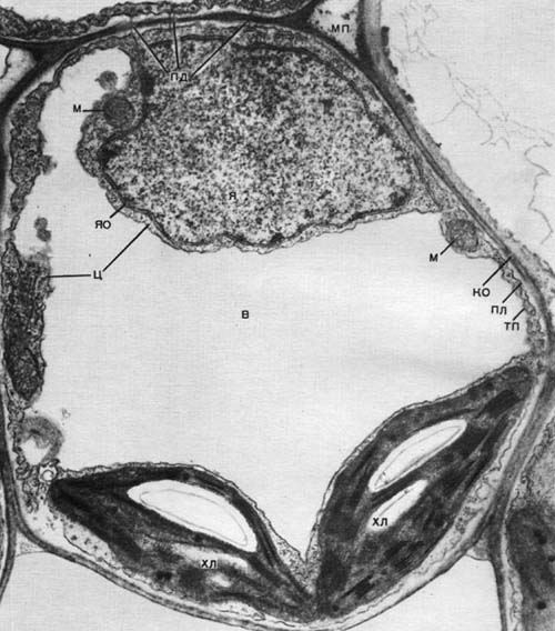Таблица 8. Клетка из губчатой паренхимы листа коровяка (Verbascum thapsus). Электронная микрофотография (увел, х 25 000) М. Ф. Даниловой: ко — клеточная оболочка; пд —плазмодесмы, соединяющие цитоплазму соседних клеток; мп — межклеточное пространство; ц — цитоплазма; я — ядро; в — вакуоль; яо — ядерная оболочка; м — митохондрии; хл — хлоропласты; пл — плазмалемма; тп — тонопласт.