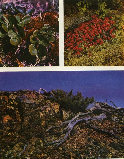 Таблица 14. Жизненные формы (кустарники): вверху слева — «шпалерная» ива (Salix reticulata);   вверху справа - толокнянка (Arctous alpma); внизу — кедровый стланик.