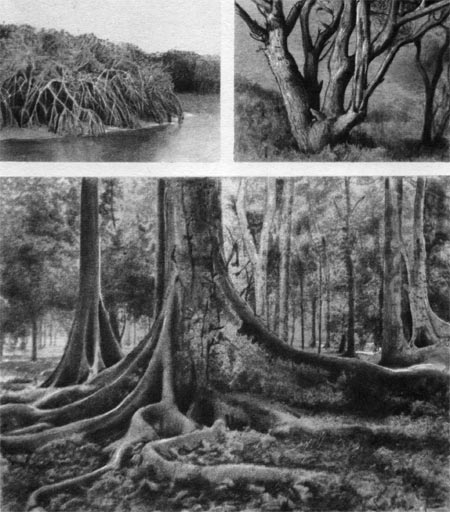 “аблица 18. ∆изненные формы: вверху   слева  Ч мангровые заросли (видны ходульные корни); вверху   справа Ч многоствольное дерево фисташки; внизу Ч досковидные корни фикуса (Ficus variegata).