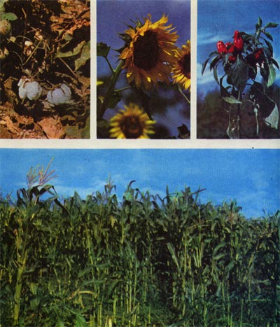 “аблица 24.  ультурные растени¤: вверху (слева направо)Ч хлопчатник,подсолнечник, красный перец; внизу Ч кукуруза.