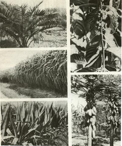 “аблица 25.  ультурные растени¤: слева вверху - маслична¤ пальма;
слева в середине - сахарный тростник; слева внизу Ч длиннолистна¤ агава; справа внизу - дынное дерево.