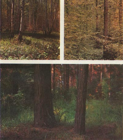 “аблица. 26. Ћеса вверху слева - берЄзова¤ роща вверху справа - широколиственный лес; внизу - сосновый бор.