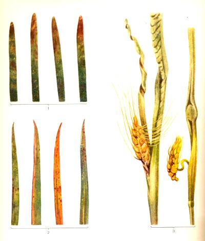 “аблица 45. Ѕактериоз пшеницы: 1,2 Ч базальный; 3 Ч желтый слизистый.